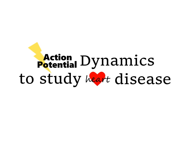 Action Potential Dynamics