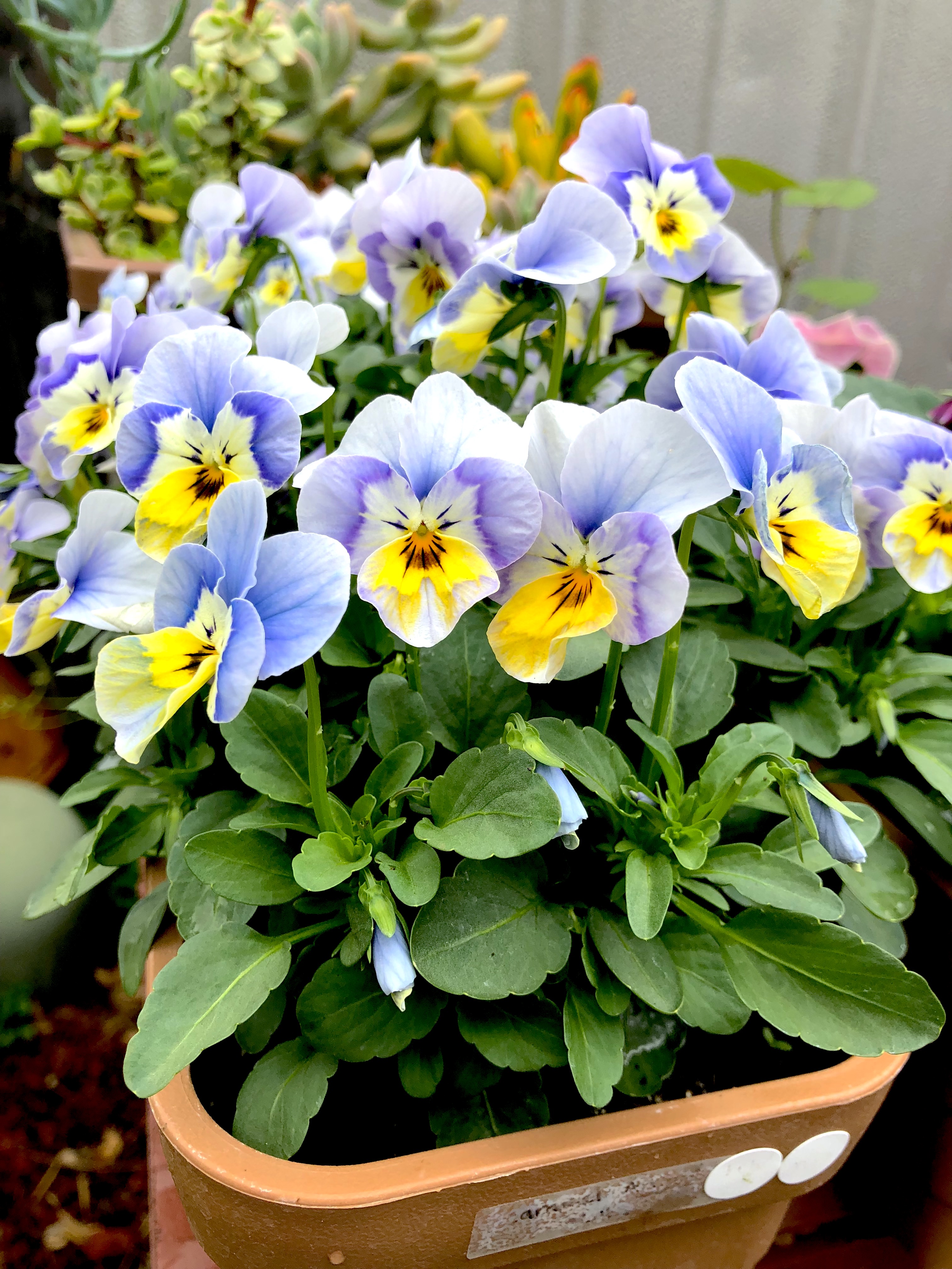 Caramel Angelo Violas