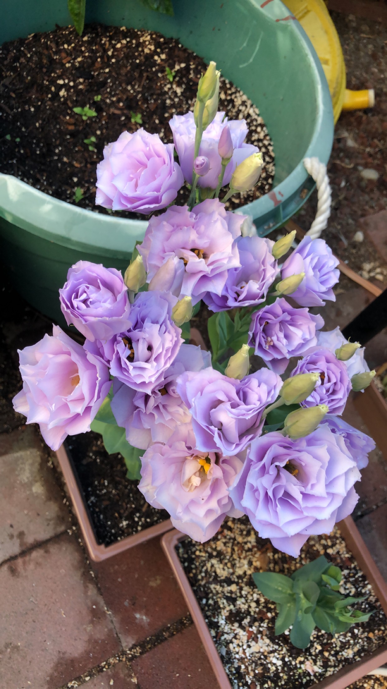Lisianthus Echo Lavender