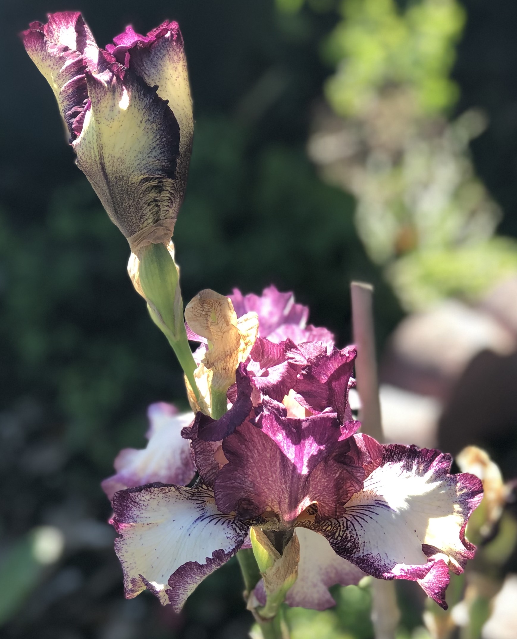 Raspberry Frost Iris