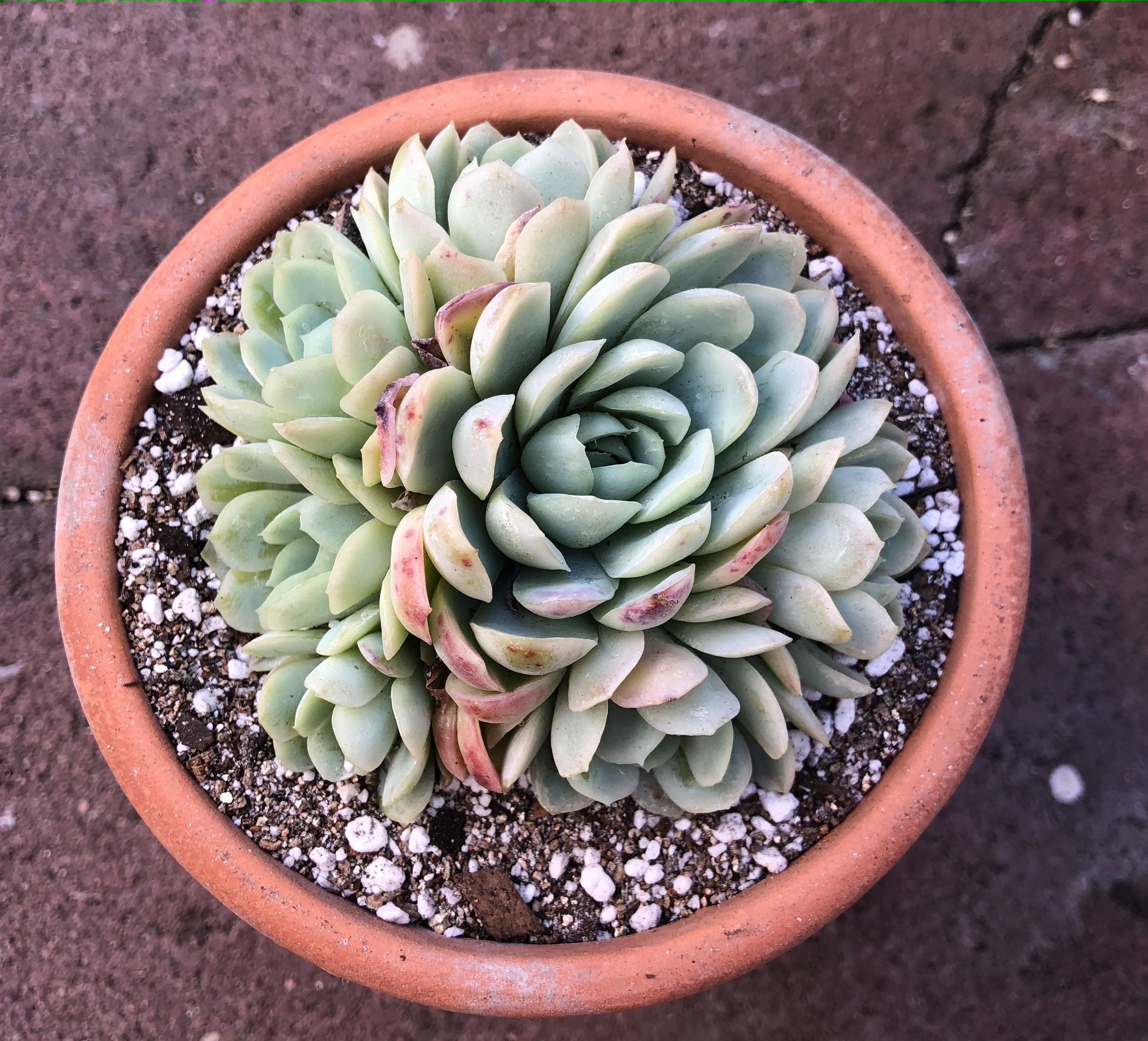 Succulent echeveria raspberry ice